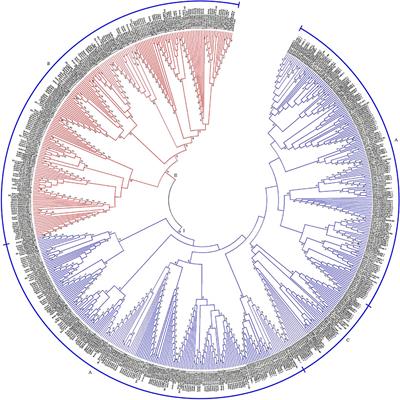 Genome-Wide Comparative Analysis of Heat Shock Transcription Factors Provides Novel Insights for Evolutionary History and Expression Characterization in Cotton Diploid and Tetraploid Genomes